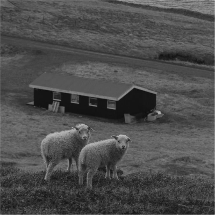 Iceland road trip photo 2