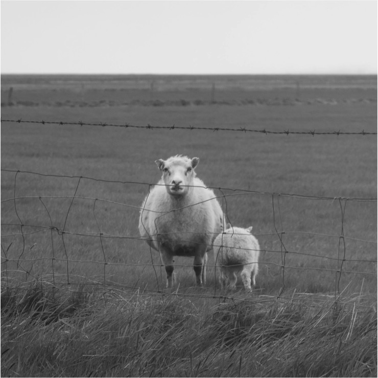 Iceland road trip photo 9
